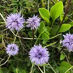 בית חווה Simonbauerhof באד קליניקירשהיים
