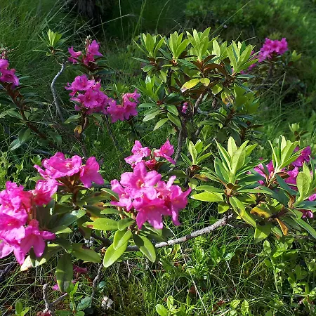Simonbauerhof Farma Bad Kleinkirchheim