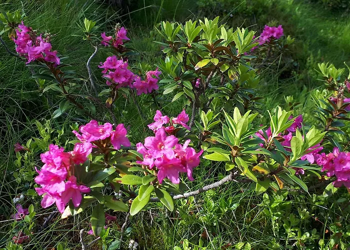 Simonbauerhof Smještaj na farmi Bad Kleinkirchheim
